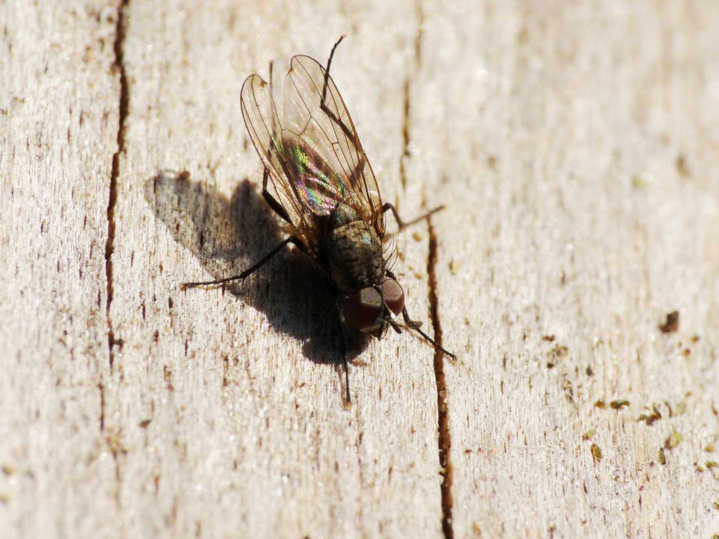 Anthomyiidae.